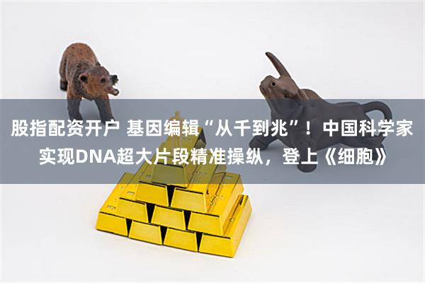股指配资开户 基因编辑“从千到兆”！中国科学家实现DNA超大片段精准操纵，登上《细胞》